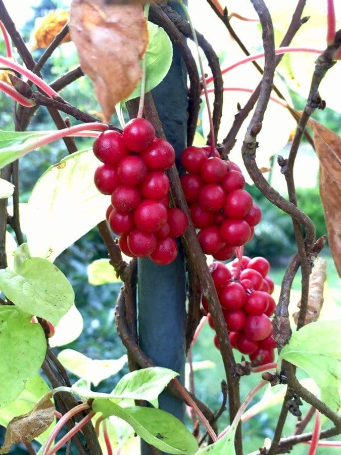 Schisandra chinensis 2