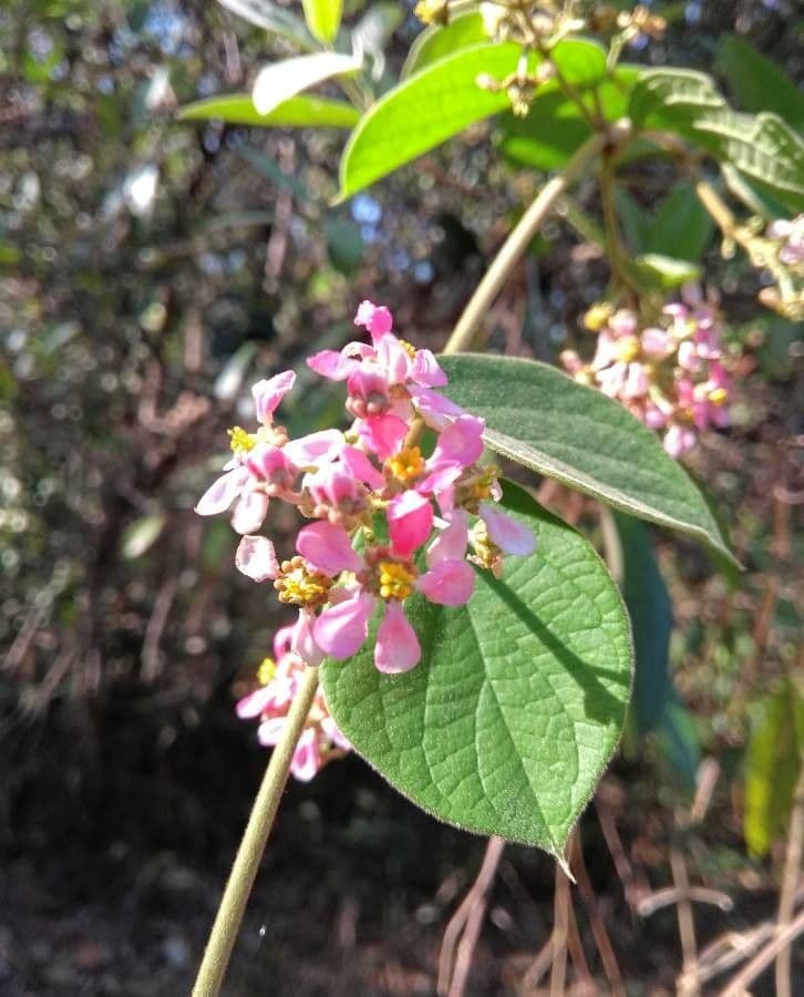 Ayahuasca 6