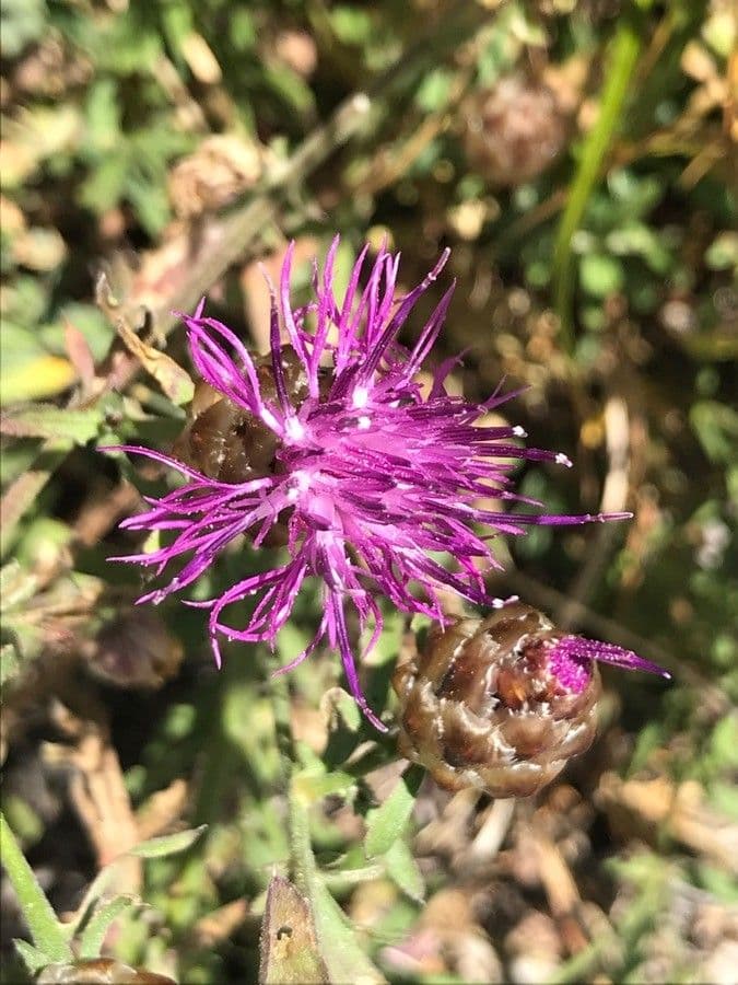 Centaurea 4