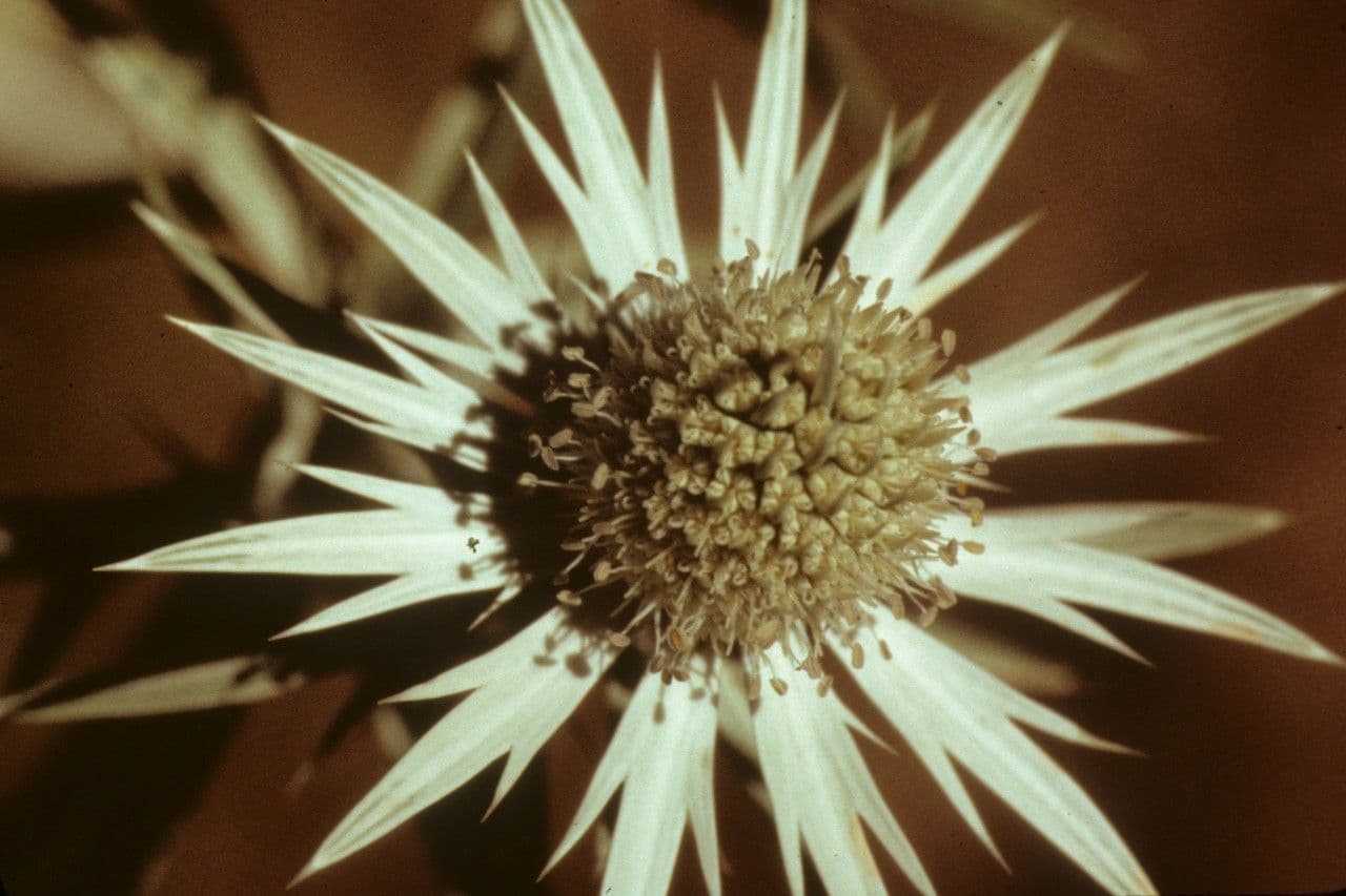 Eryngium eterofillo 2
