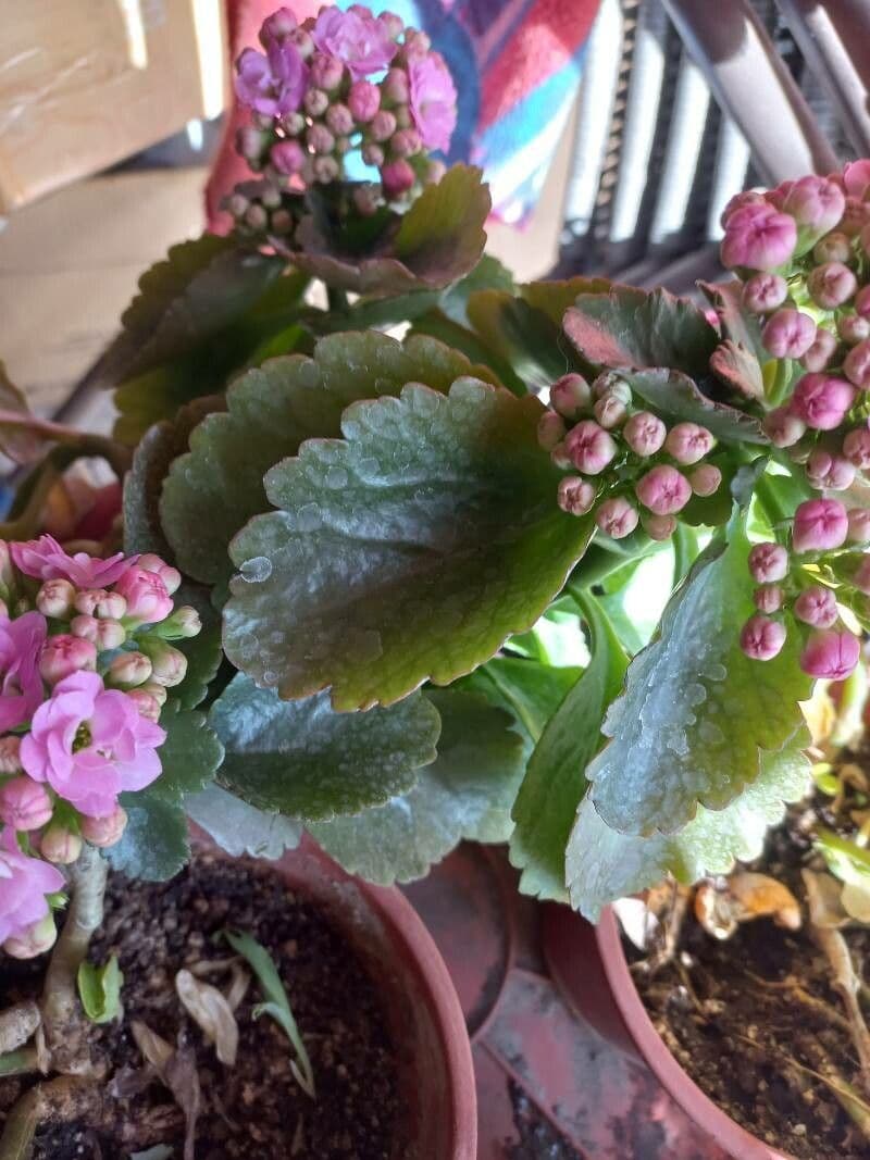Kalanchoe 18