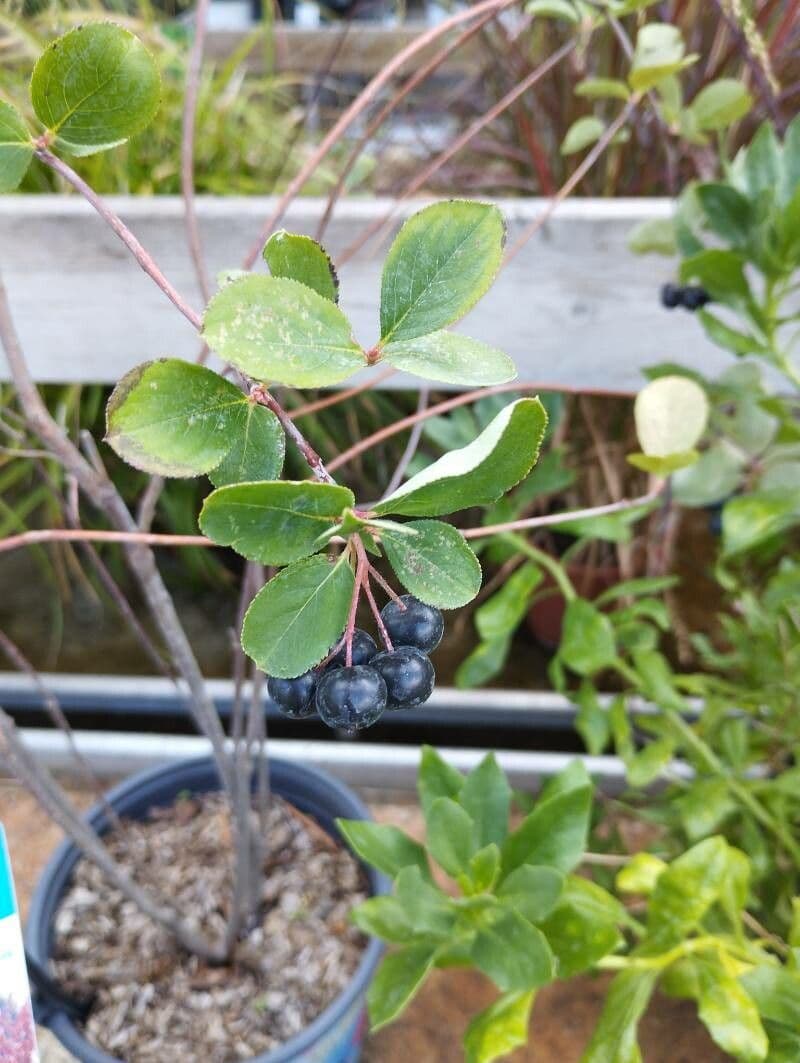 Aronia rossa 16