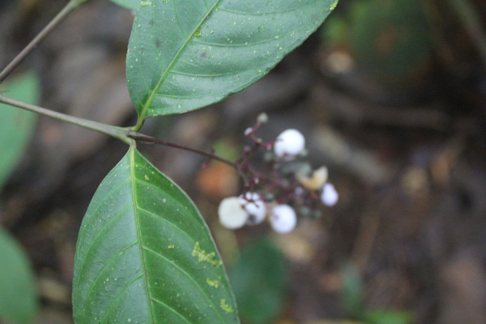 Palicourea deflexa 7