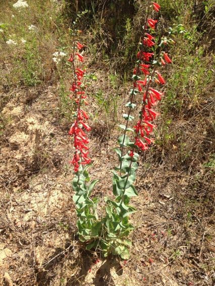Penstemon 3