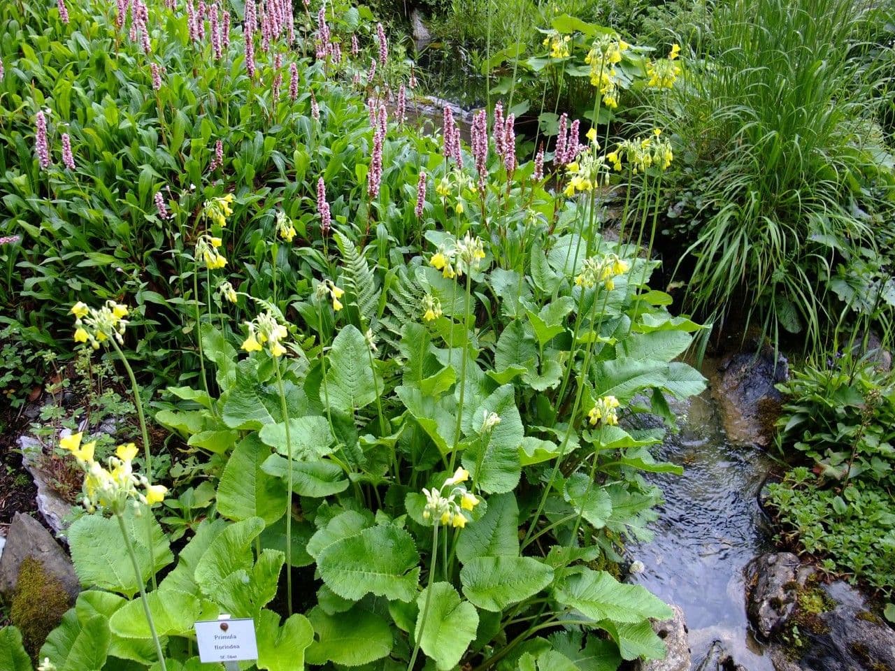 Primula di Florinda 6