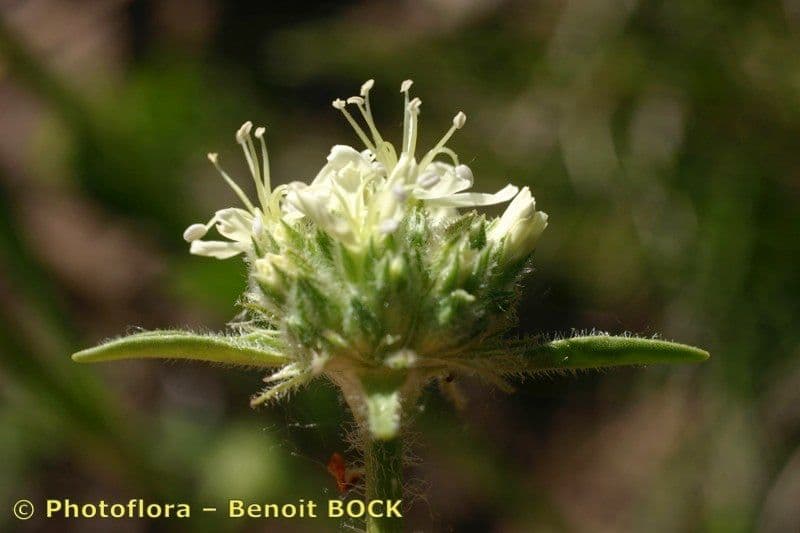 Saponaria bellidifolia 5