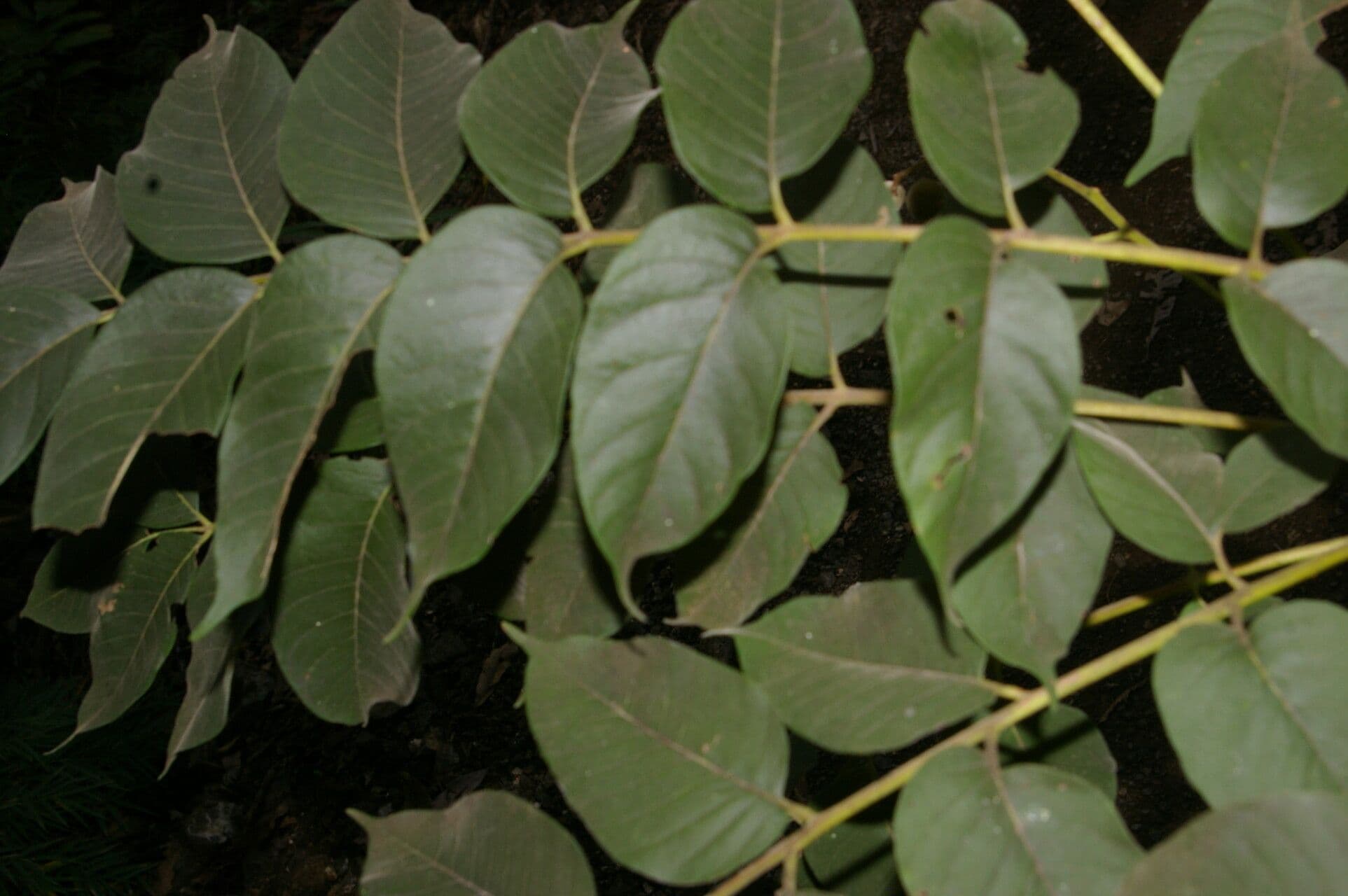 Trichilia americana 12