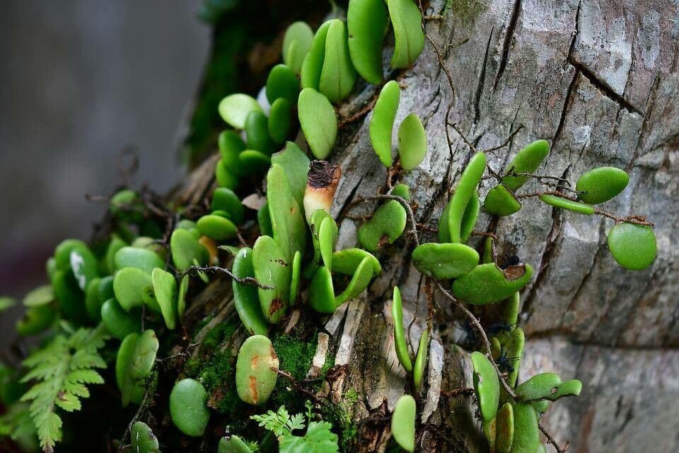 Pyrrosia 7