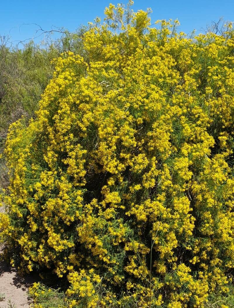 Senecione 7
