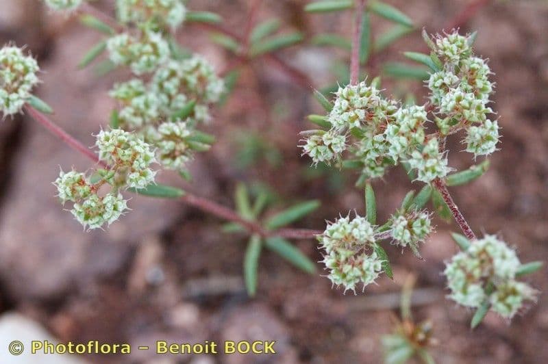 Chaetonychia 16