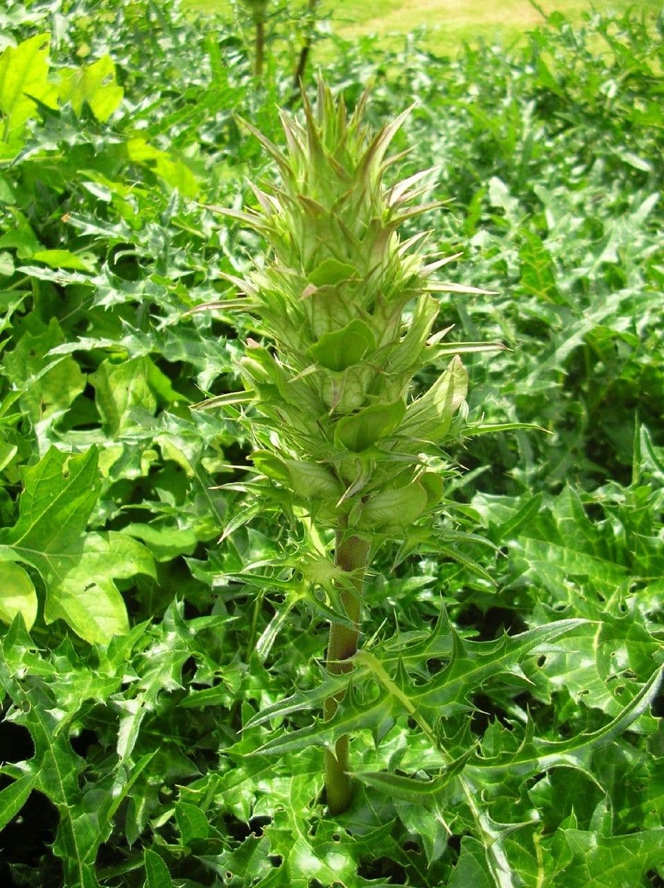Acantho spinoso 13