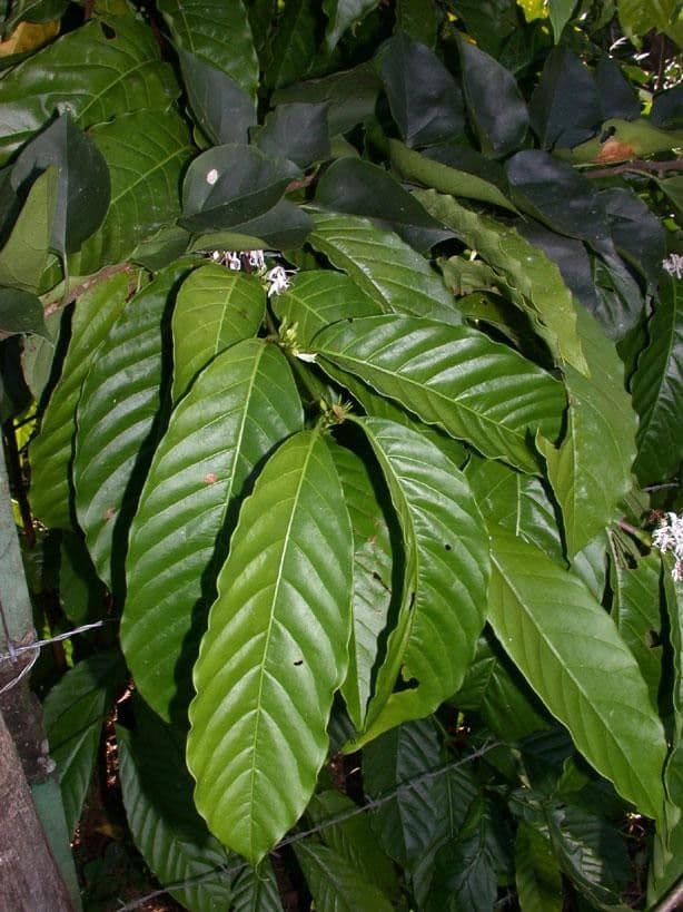 Caféier Robusta 14