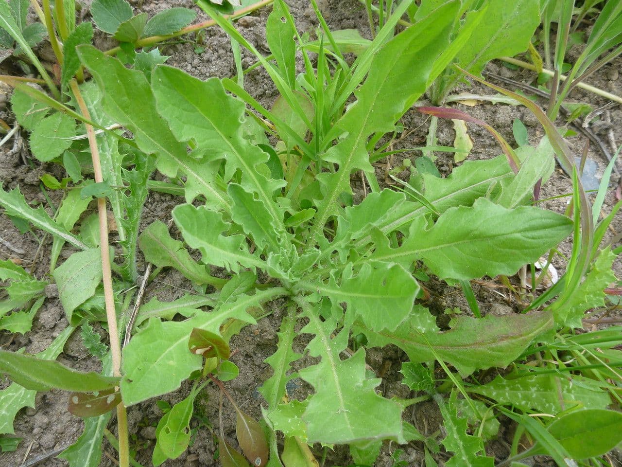 Schöne Gänsedistel 17