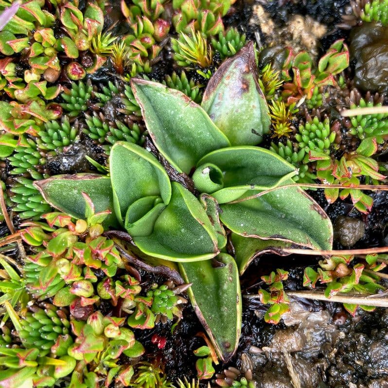 Myrosmodes 3