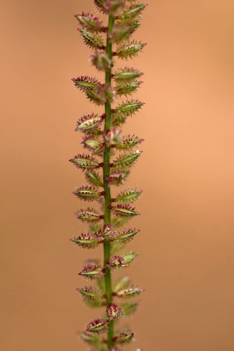 Tragus berteronianus 9