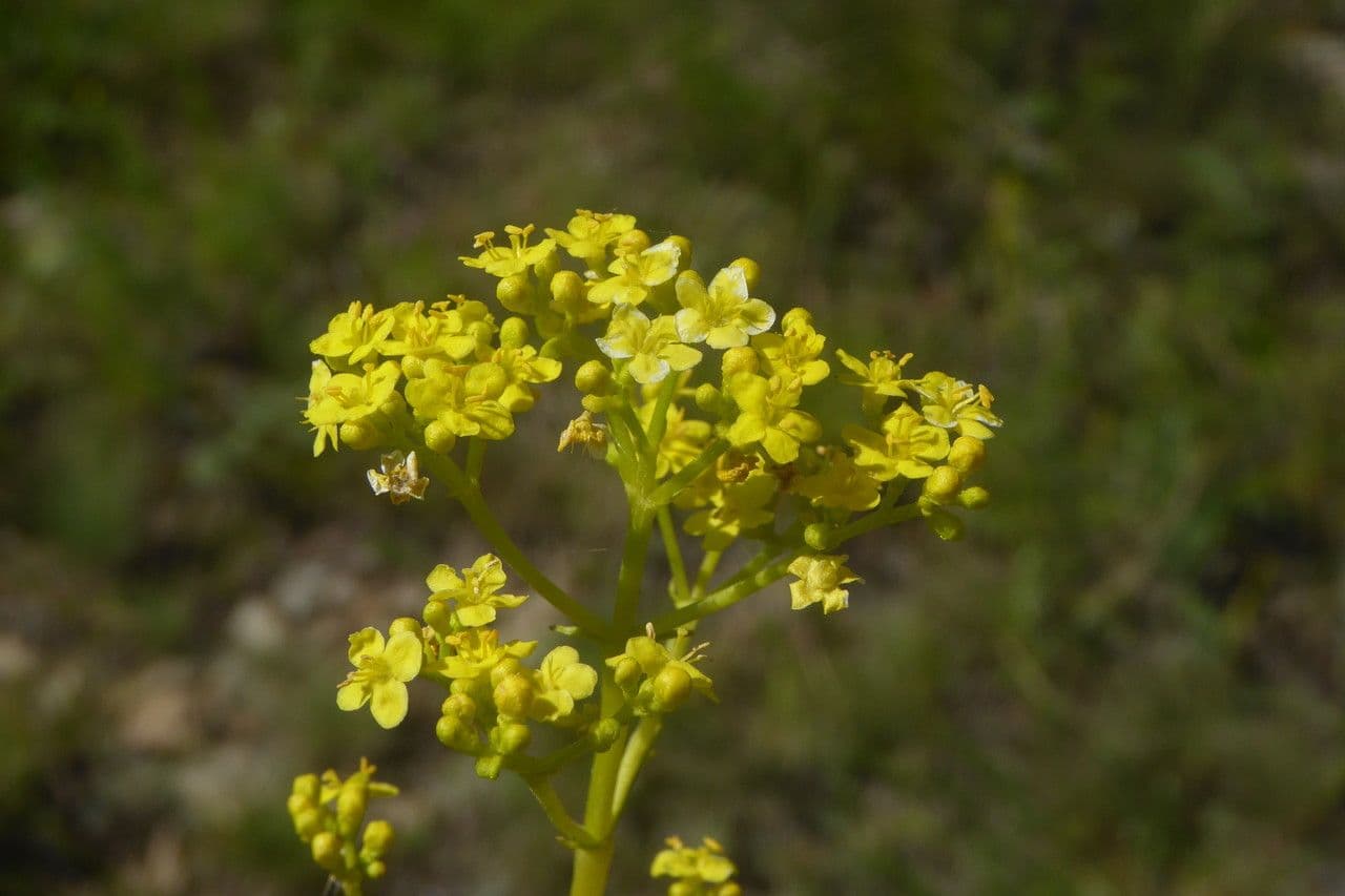 Patrinia 3