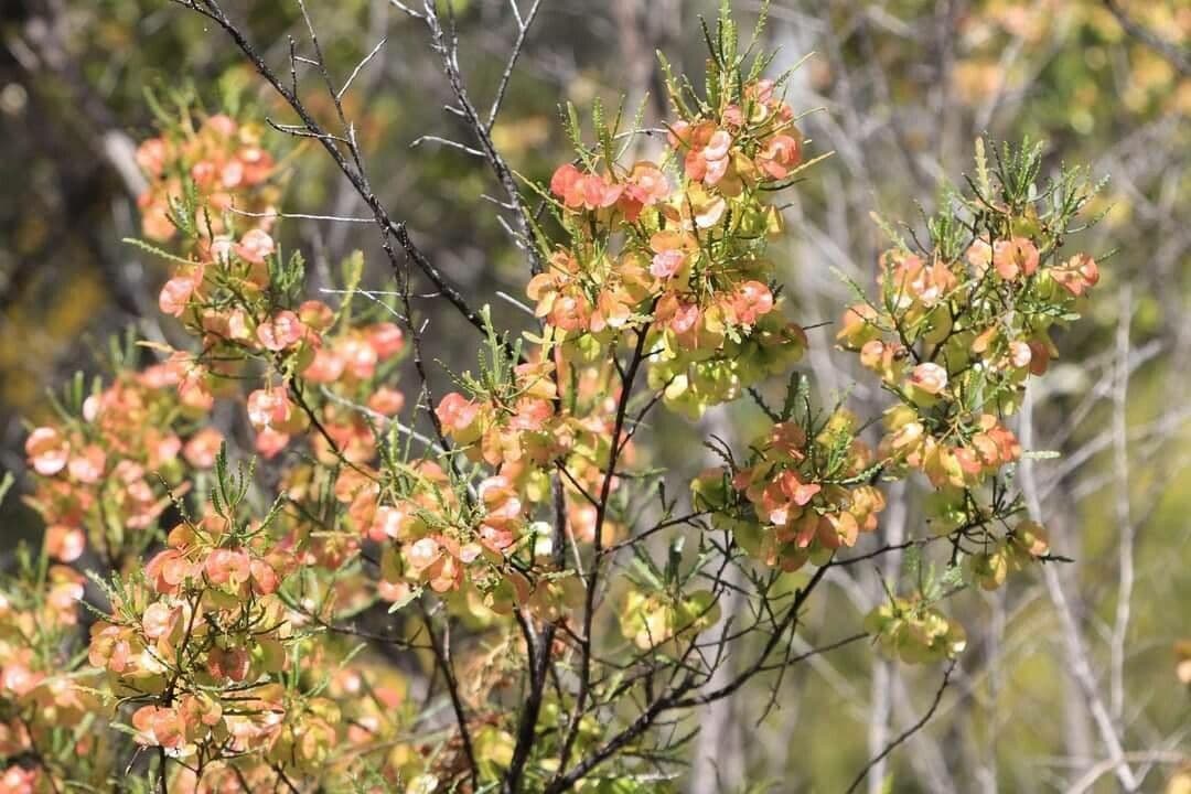 Dodonaea lobulata