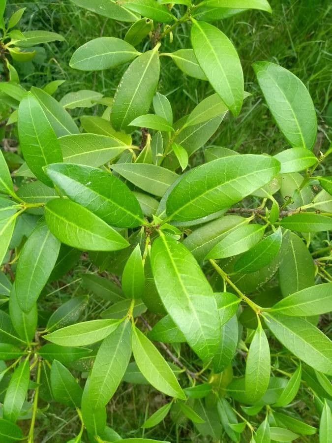 Duftblüte 10