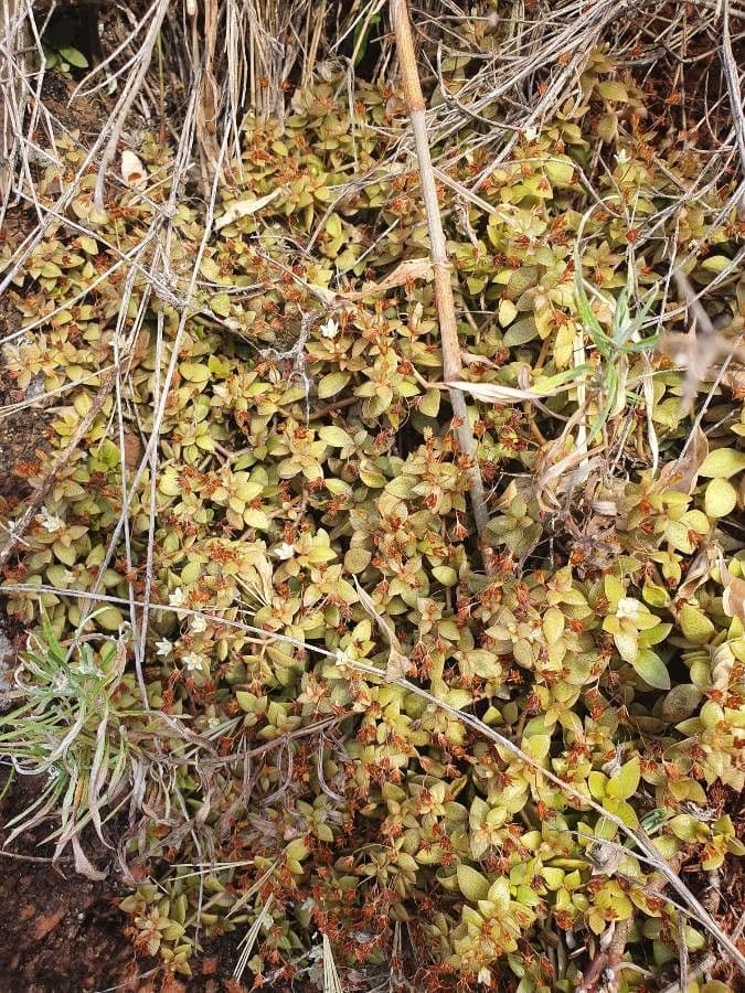 Crassula di Volkens 8