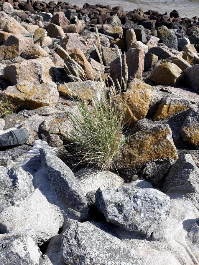 Festuca viviparoidea