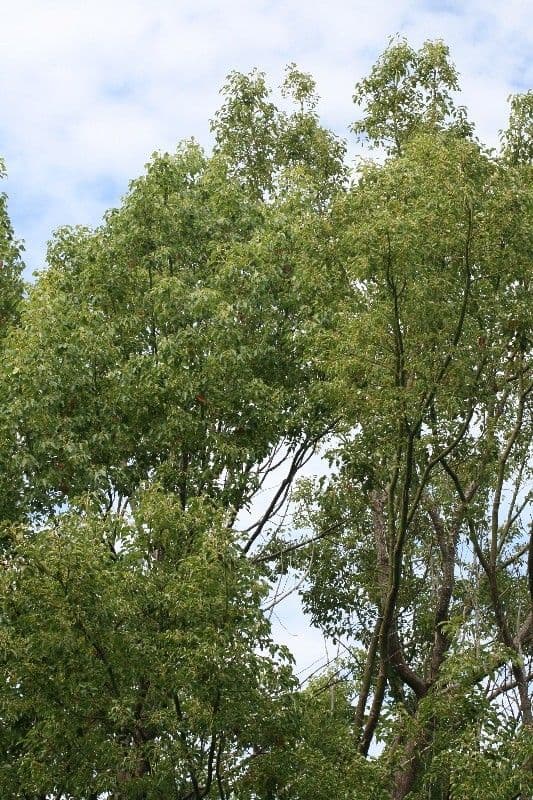 Kampur-Lorbeer 12