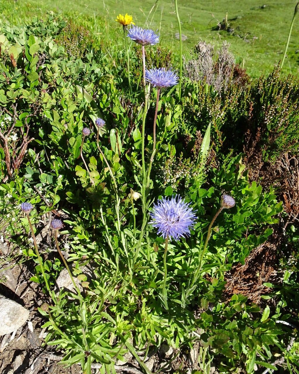Jasione 13