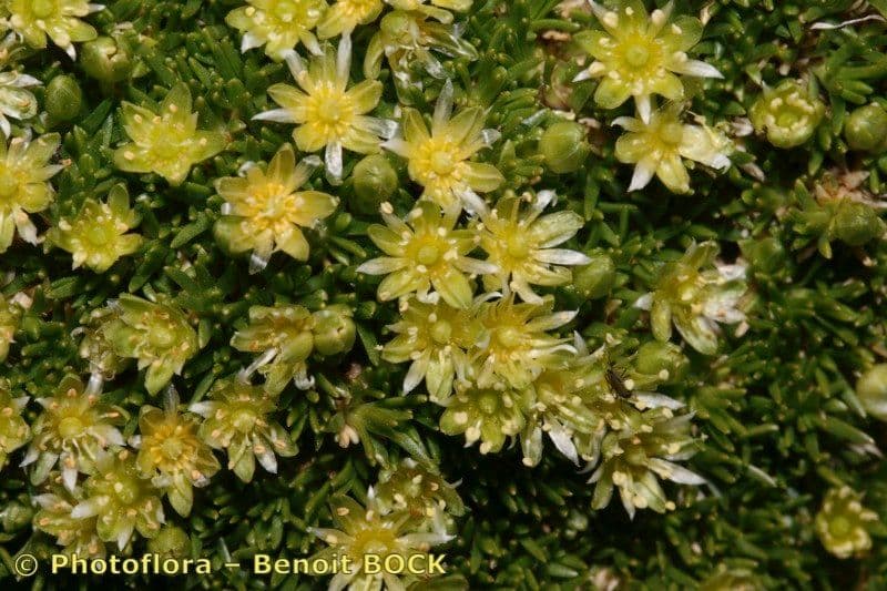 Minuartia sedoide 19