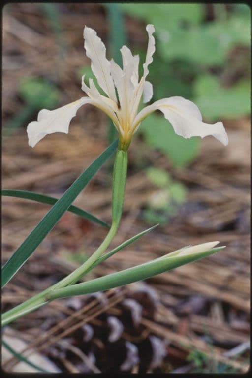 Iris 8