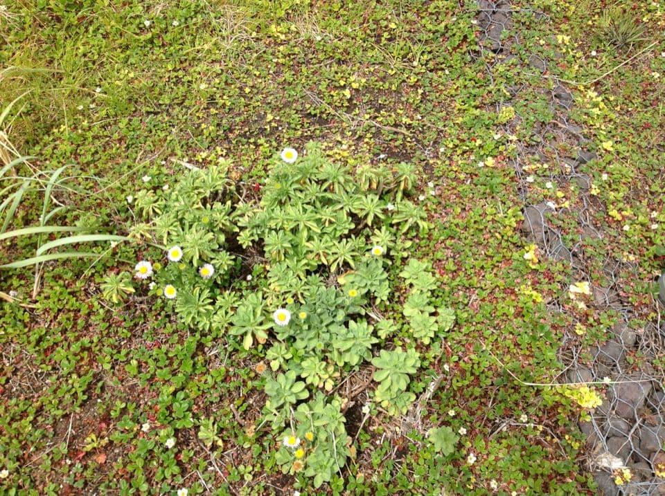 Fleabane glaucus 10