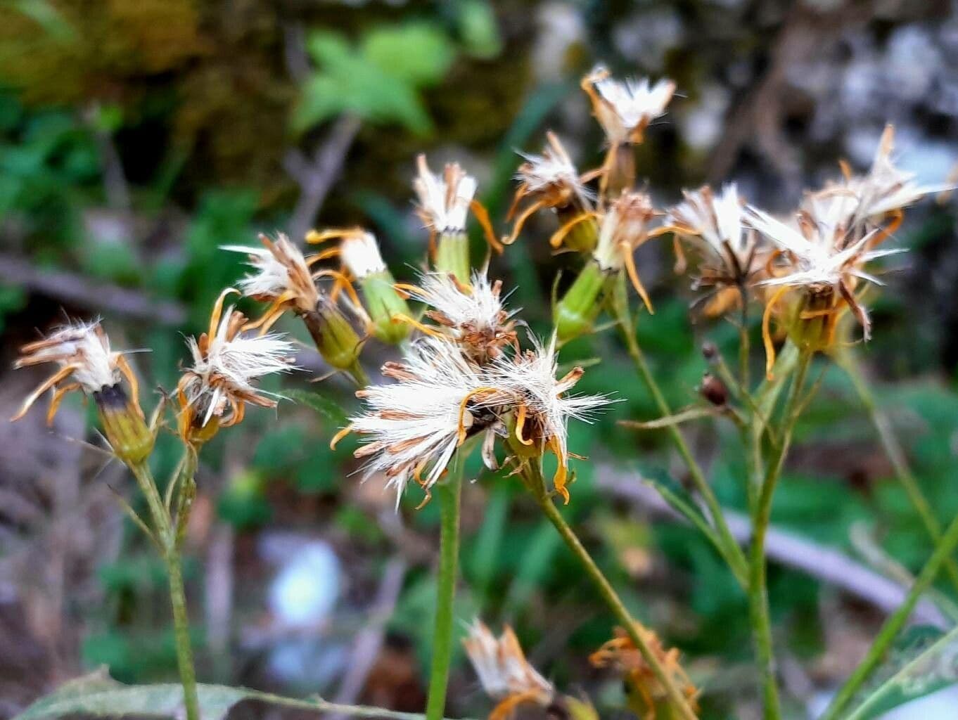 Senecio 2