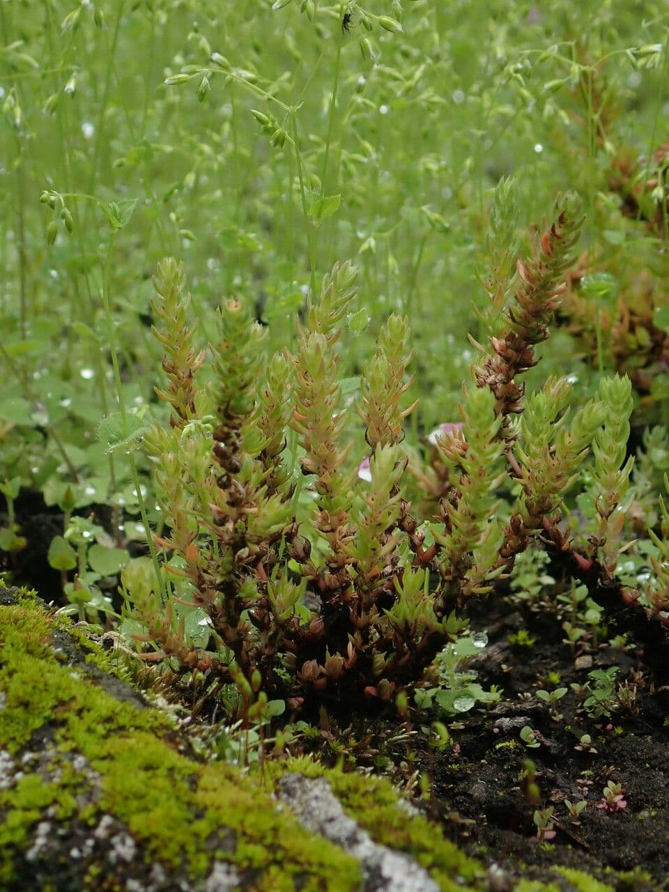 Crassula 3