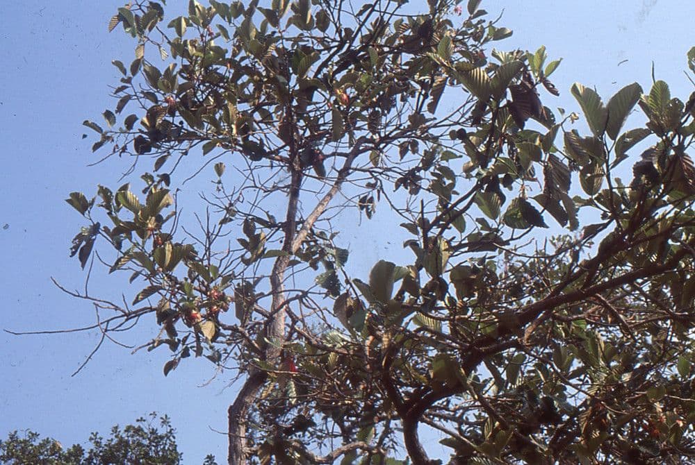Dipterocarpus 12