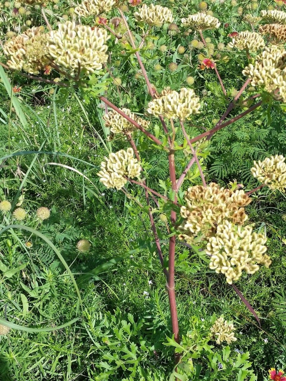 Polytaenia