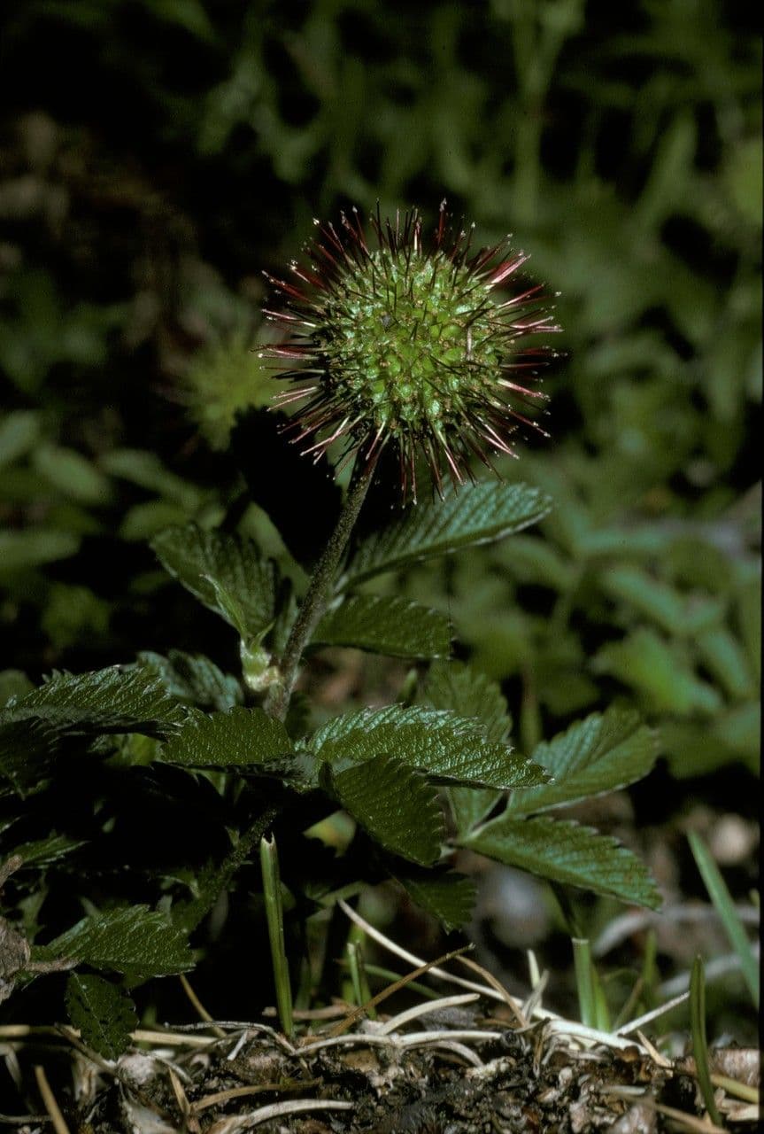 Acaena 4