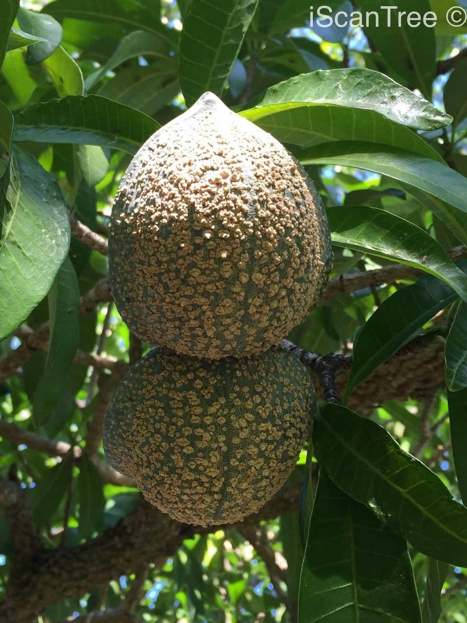 Tabernaemontana 3