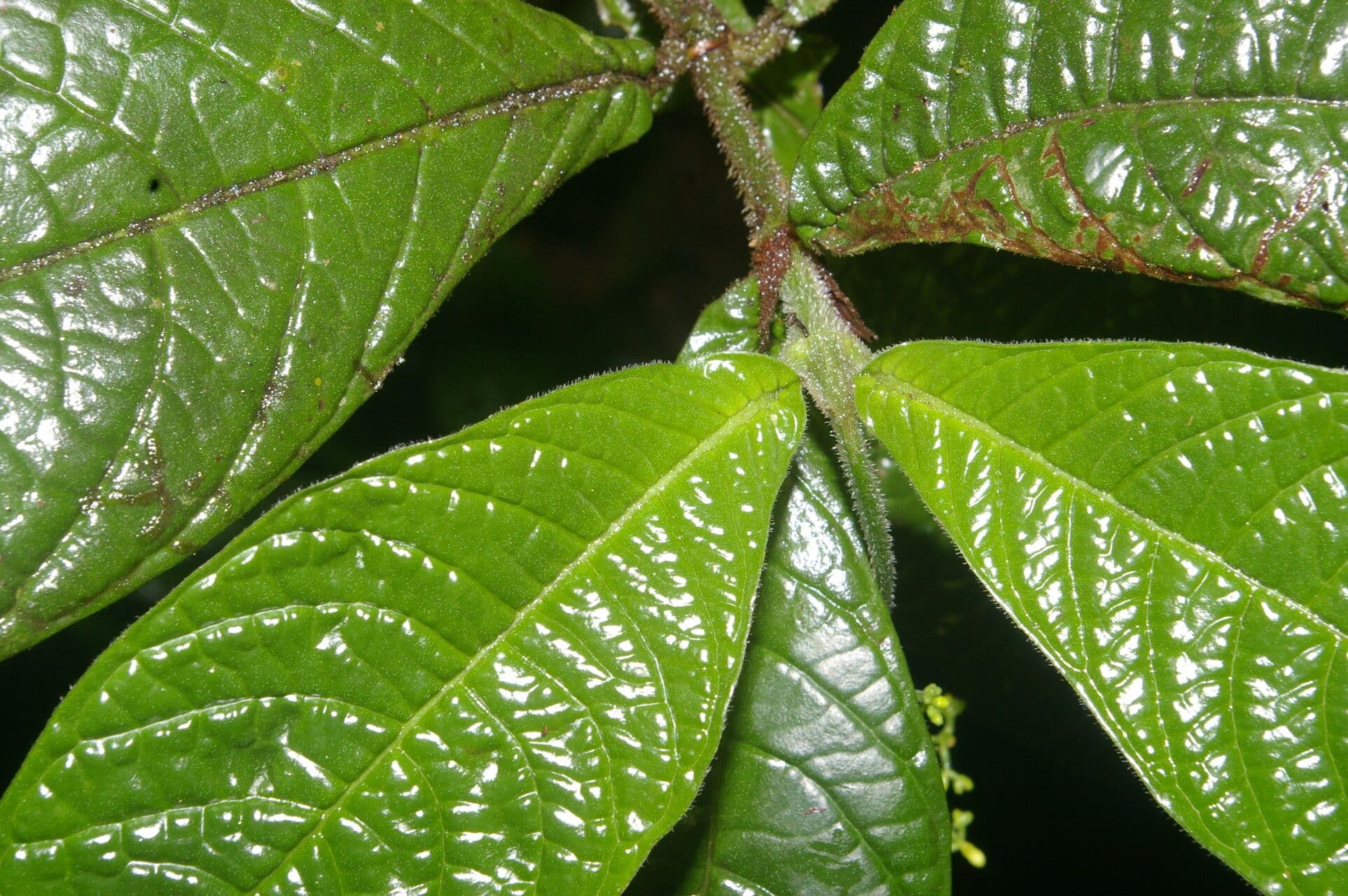 Psychotria di Neill 8