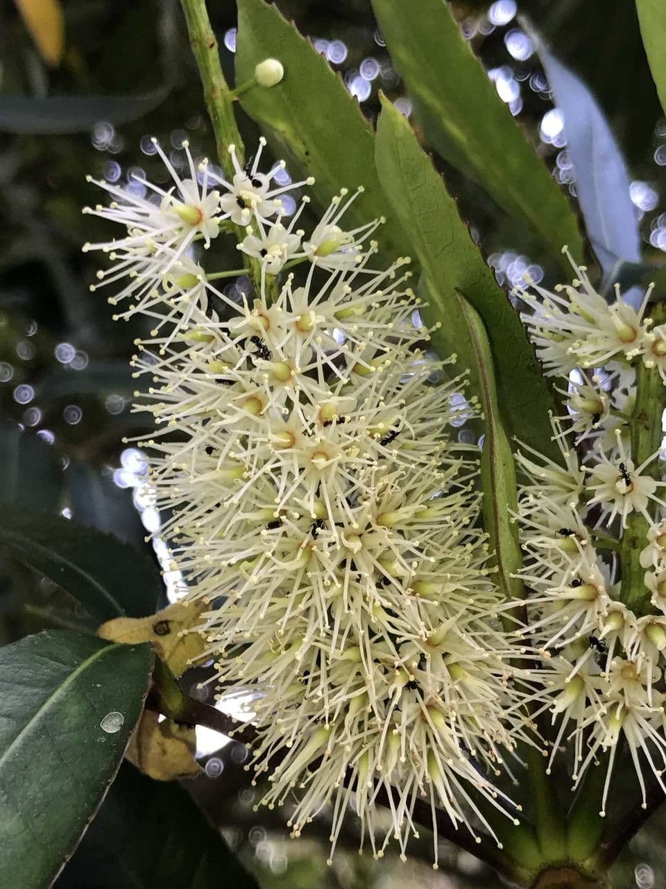 Butterlöffelbaum 5