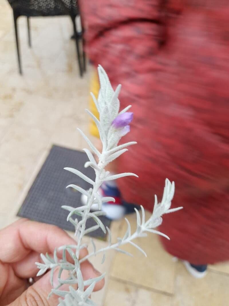 Eremophila 20