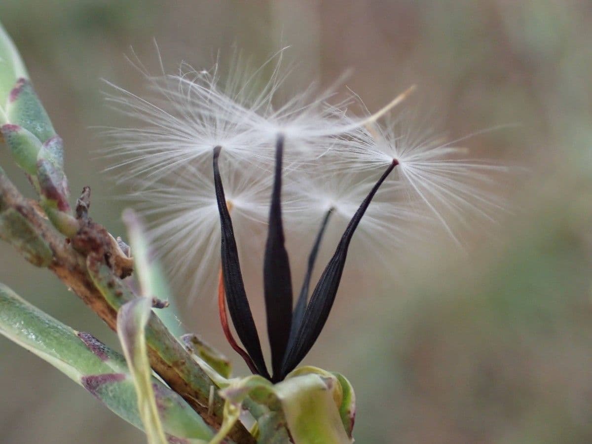 Lattuga viminea