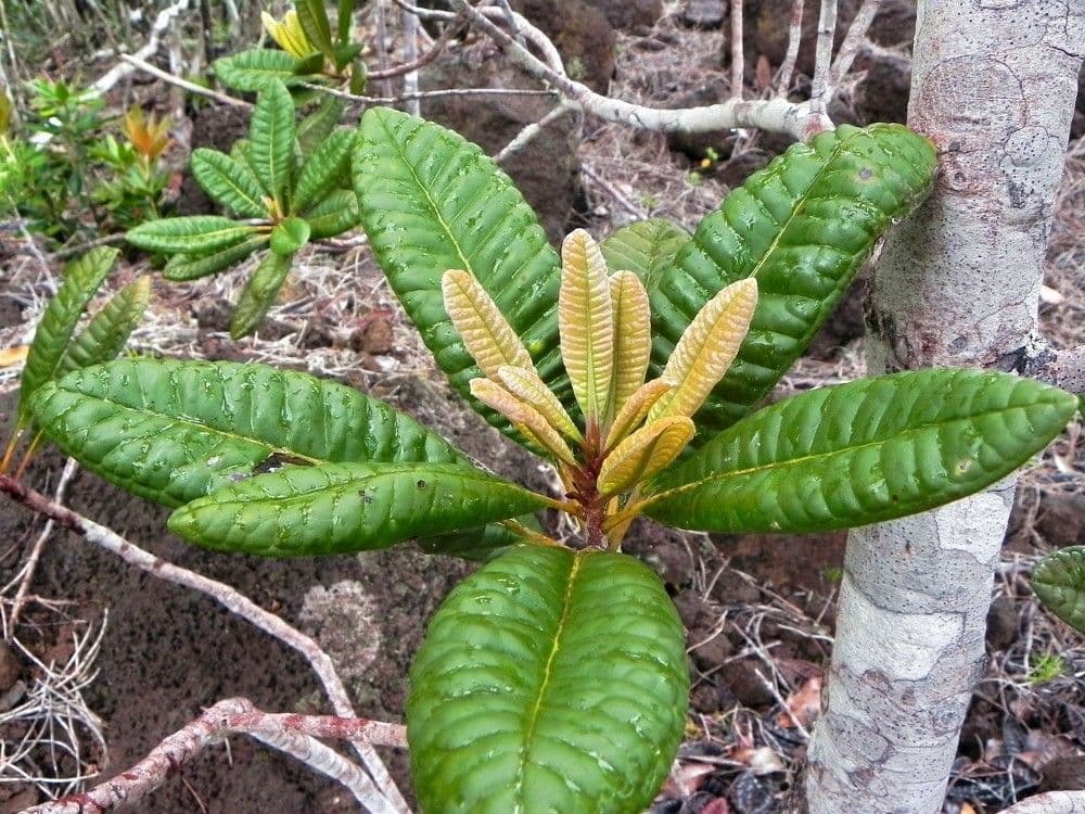 Xanthostemon sulfureo 3