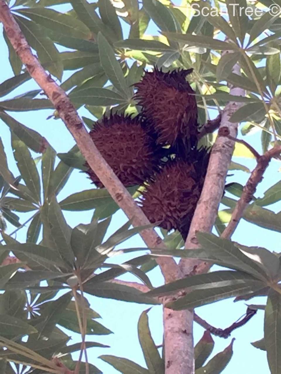 Sterculia 4