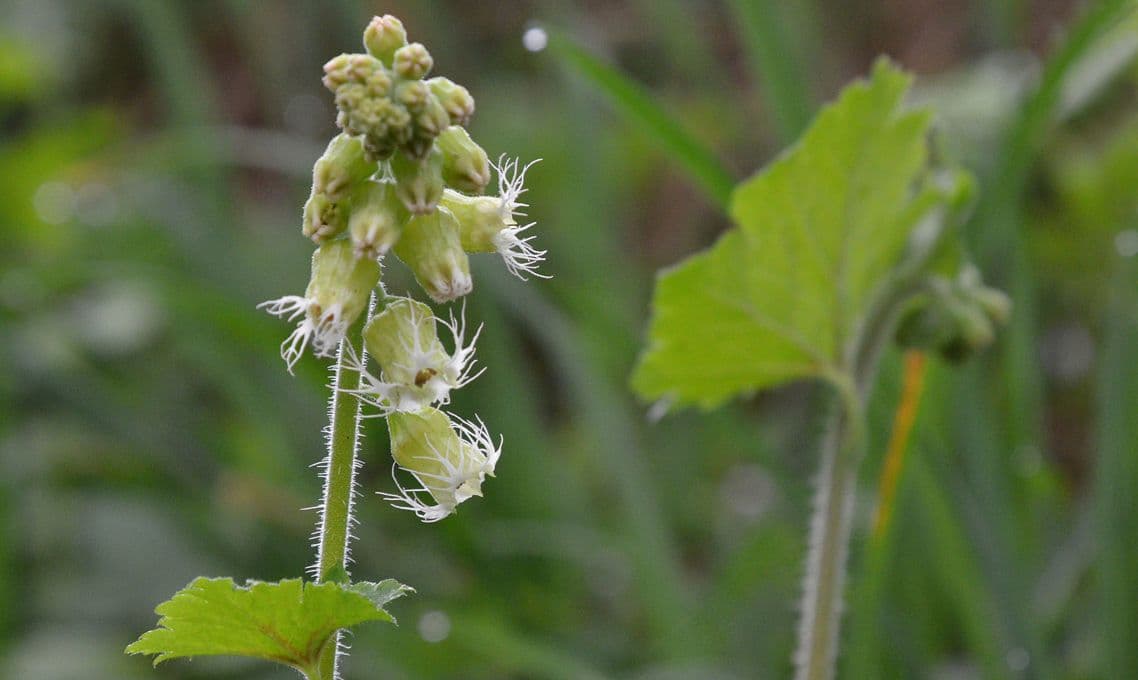 Tellima grandiflora 3