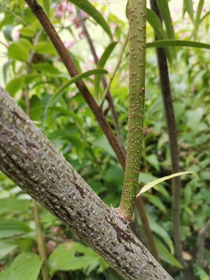 Stachyurus 15