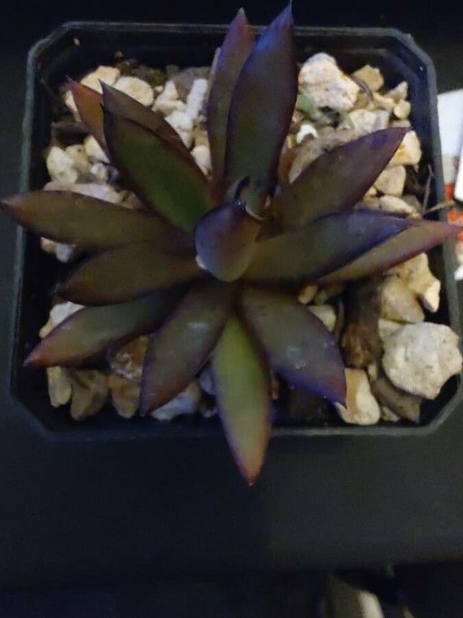 Echeveria 2
