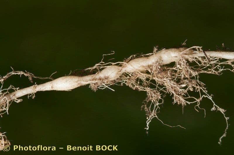 Campanula 18