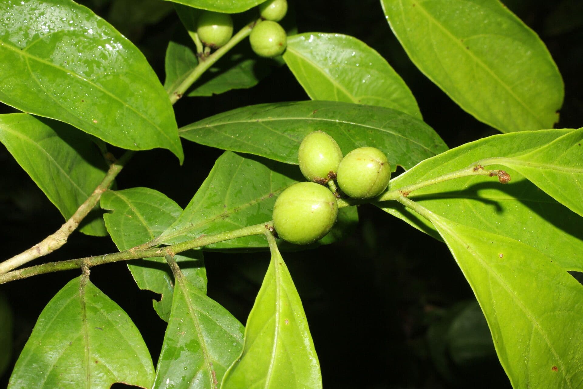 Casearia 3