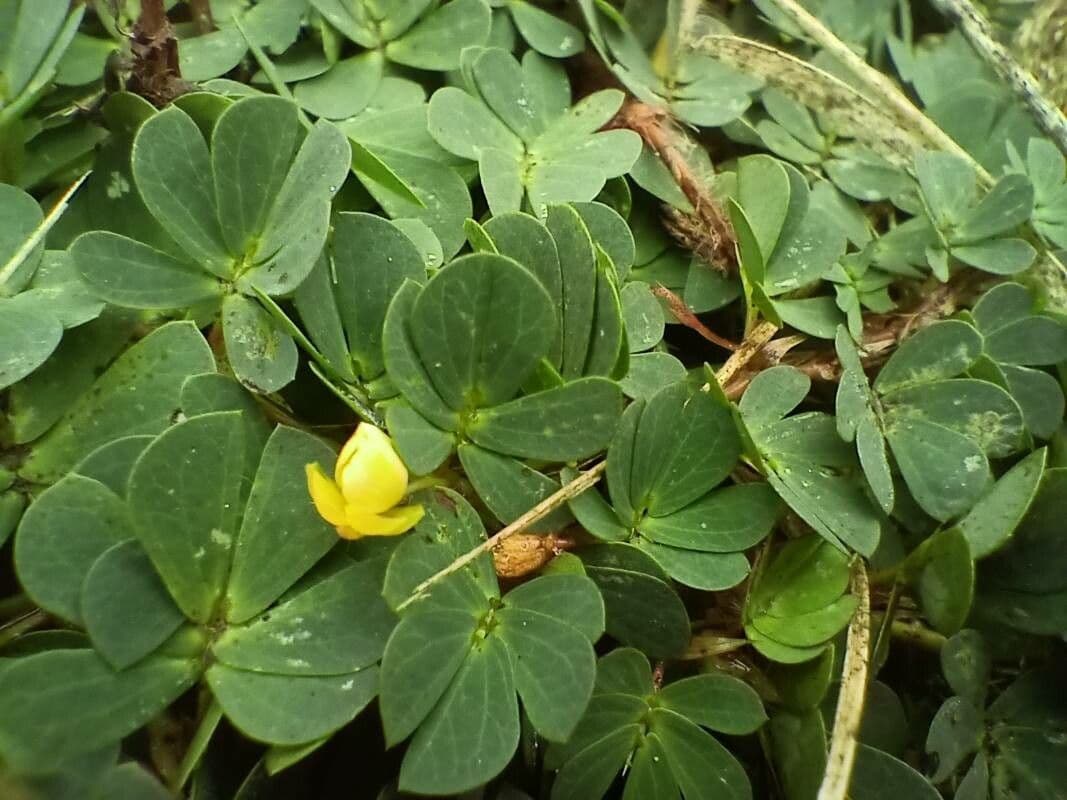Arachis pintoi 14