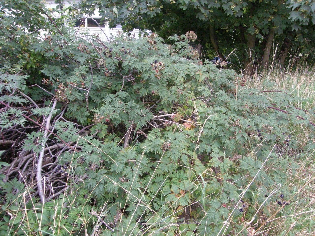 Schlitzblättrige Brombeere 12