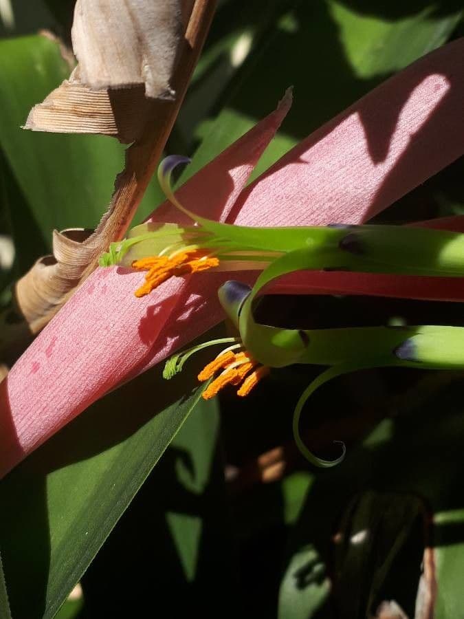 Billbergia