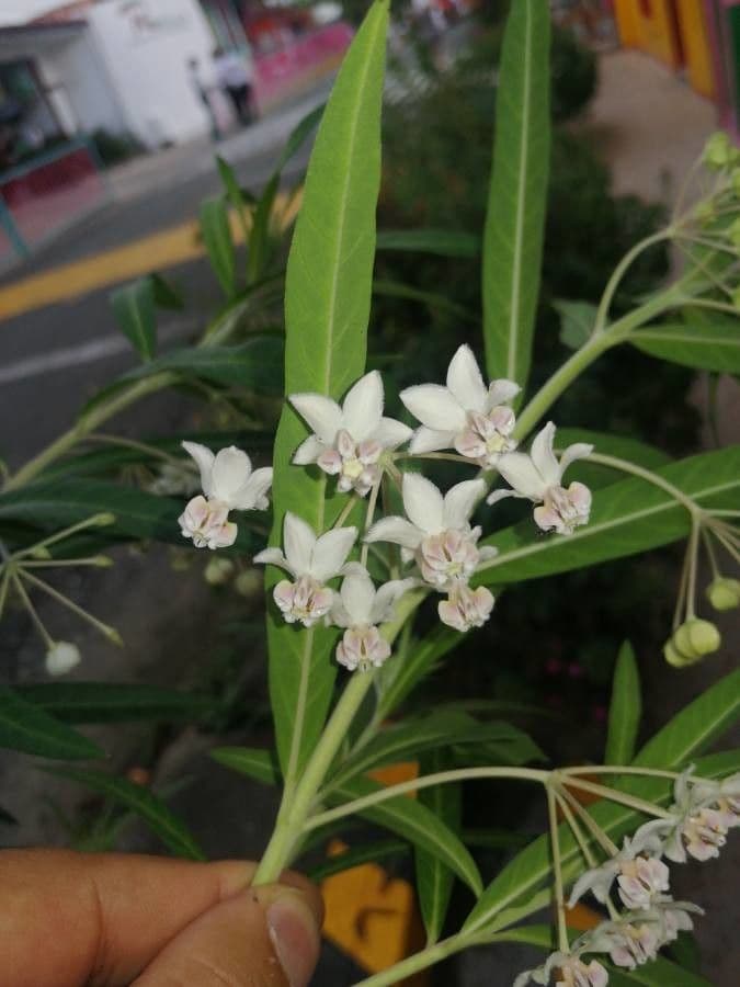 Gomphocarpus physocarpus 6
